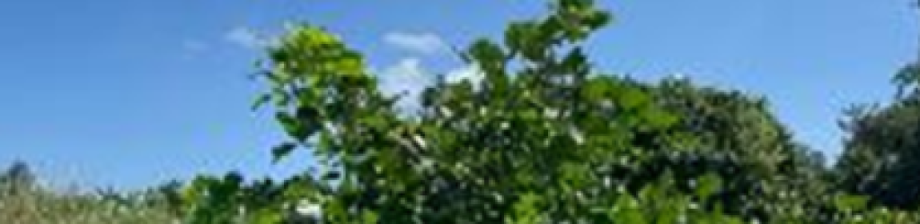 Screenshot 2026-06-23 100212